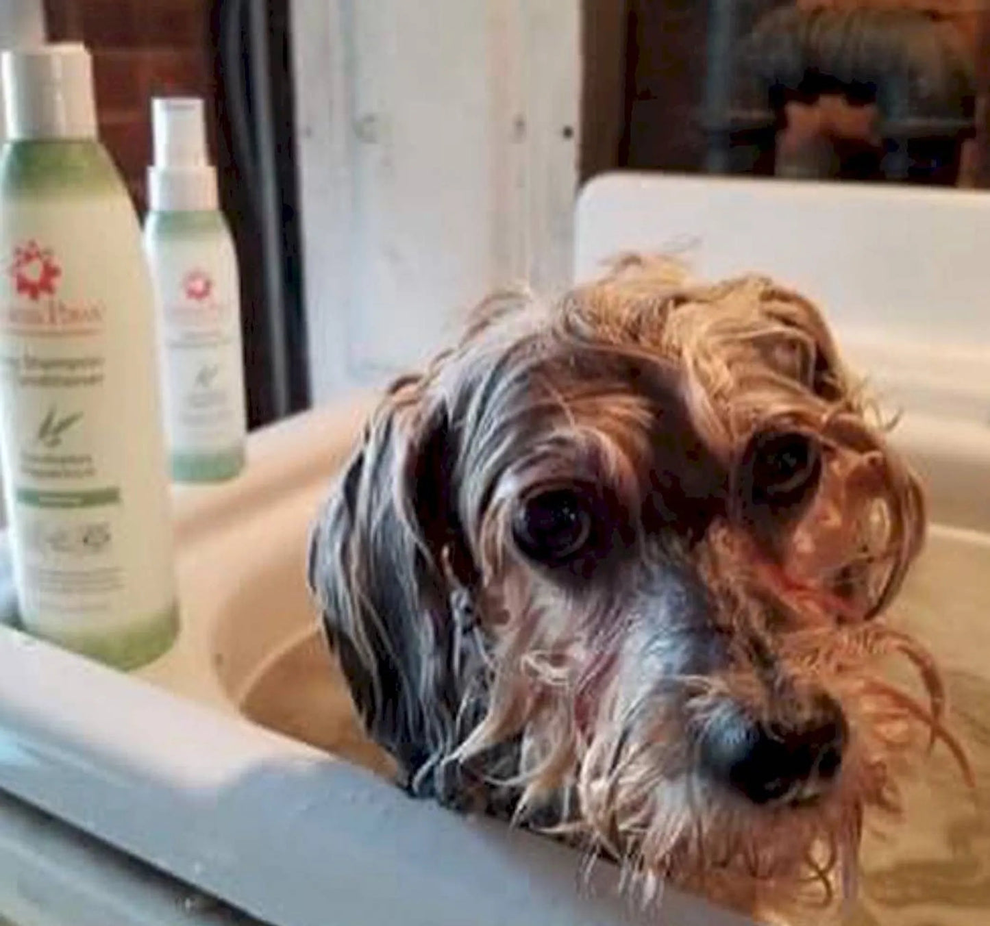 3. Eucalyptus Peppermint, 4.5 Oz. Dog Coat Spray
