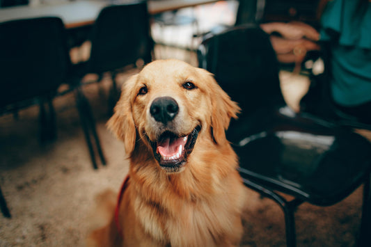 Annual Checkup - Dogs