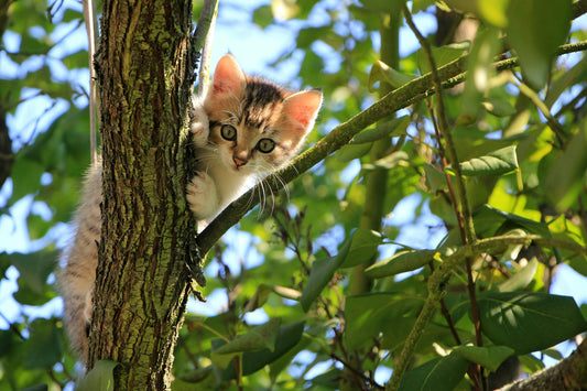 Community Wellness - New Kitten